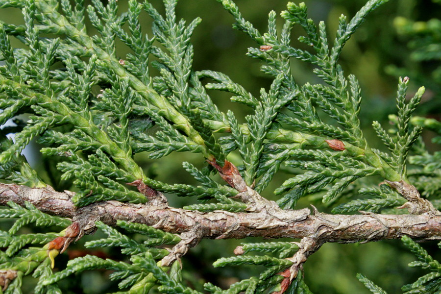 Изображение особи Cupressus &times; leylandii.