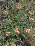 Astragalus physodes