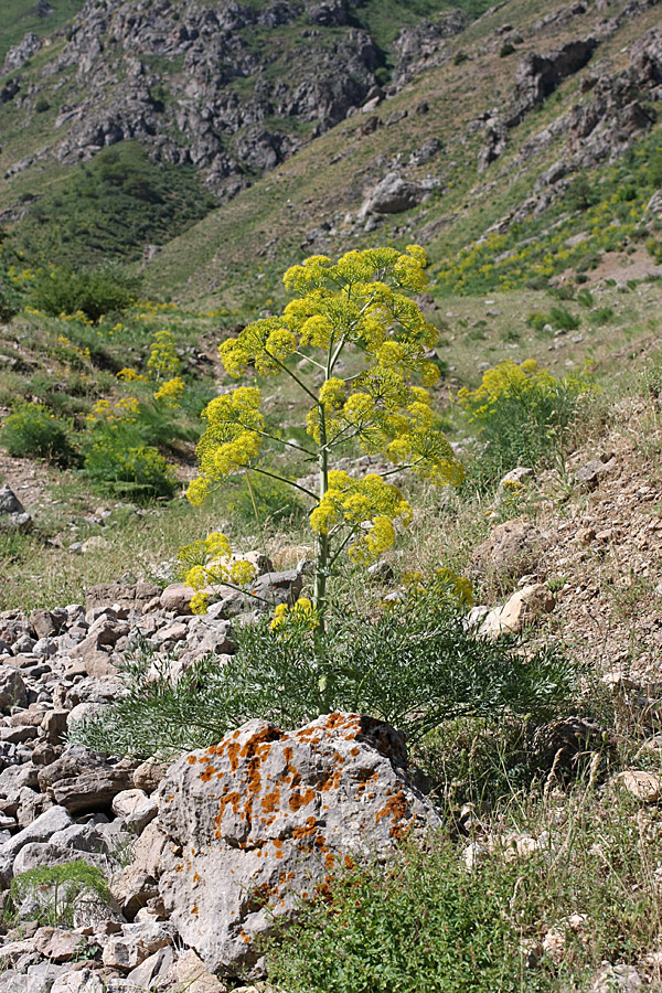 Изображение особи Ferula penninervis.