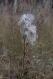 Cirsium vulgare