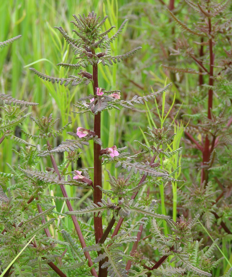 Изображение особи Pedicularis karoi.
