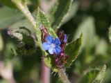 Lycopsis orientalis. Часть побега с цветком. Кыргызстан, Нарынская обл., левый берег р. Нарын, окр. с. Таш-Башат, вахтовый пос. 02.07.2015.