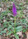 Orchis mascula