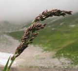 Deschampsia cespitosa. Соцветие. Адыгея, Кавказский биосферный заповедник, Фишт-Оштенский массив, высокогорное плато на юго-восточном склоне горы, выс. ≈ 2300 м н.у.м., берег карового озера Оштен-Восточное. 13.08.2016.