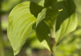 Epipactis helleborine