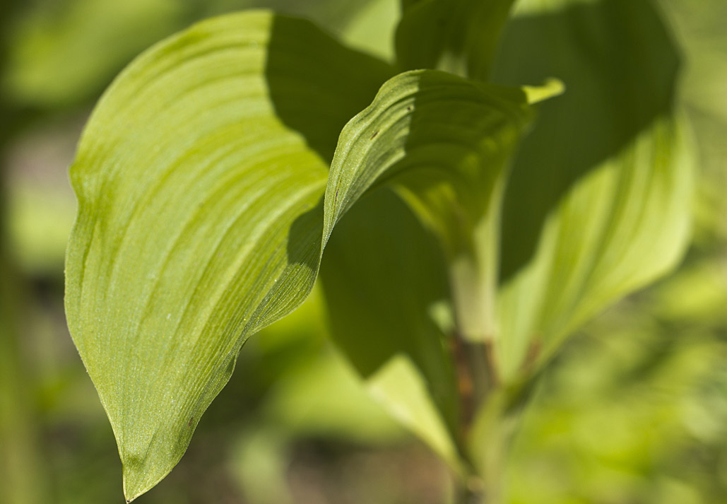 Изображение особи Epipactis helleborine.