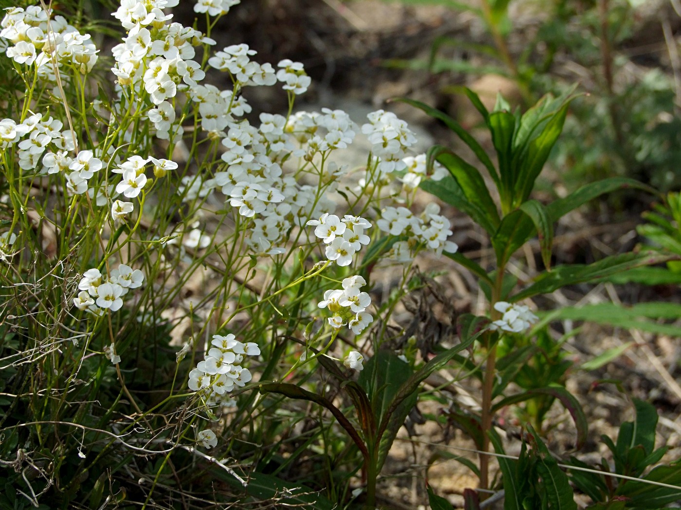 Изображение особи Draba ussuriensis.