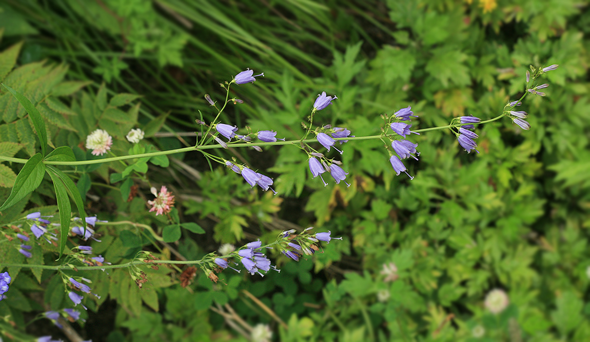 Изображение особи Adenophora triphylla.