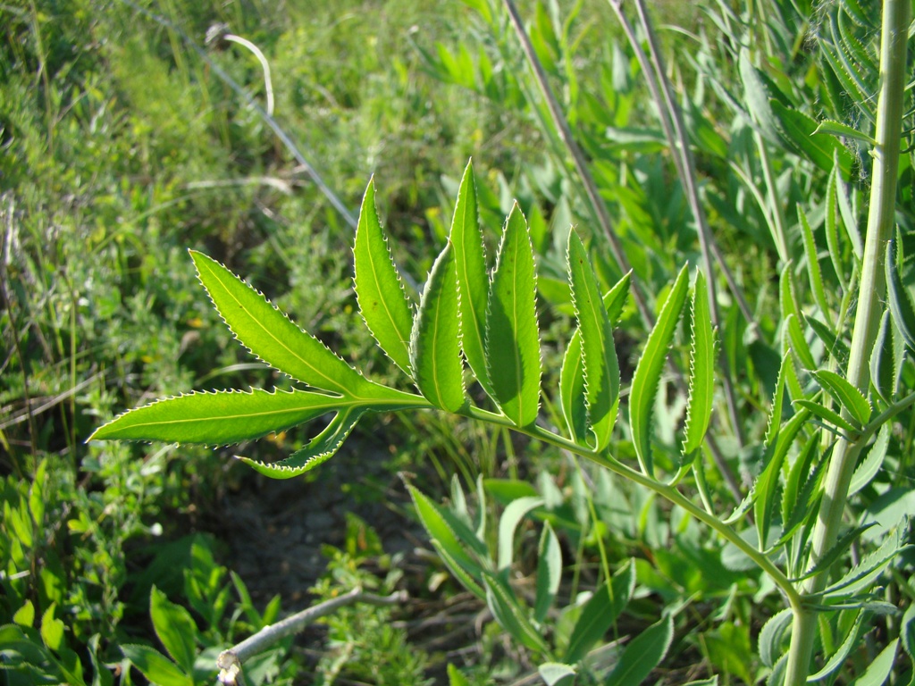 Изображение особи Rhaponticoides ruthenica.