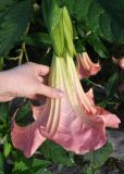 Brugmansia versicolor. Цветок. Малайзия, Камеронское нагорье, г. Бринчанг, ≈ 1400 м н.у.м., в культуре. 03.05.2017.