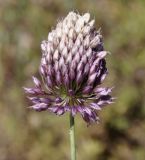 Allium sphaerocephalon