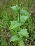 Scrophularia nodosa