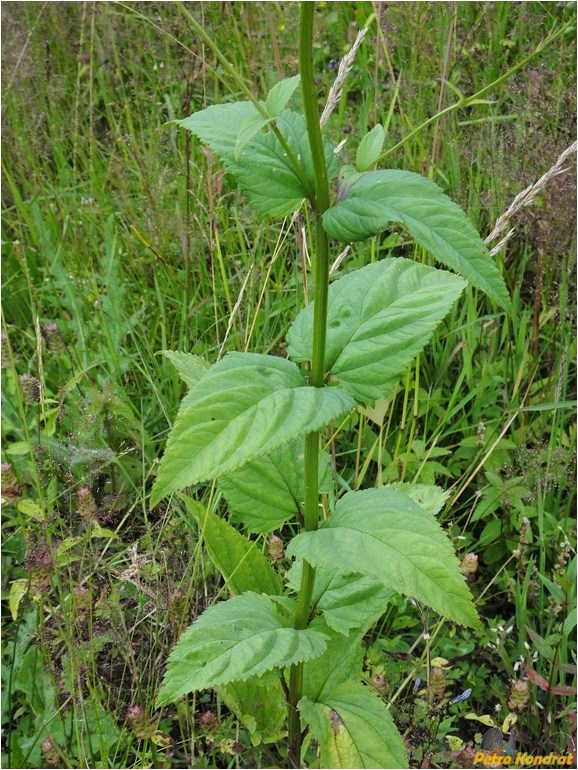 Изображение особи Scrophularia nodosa.