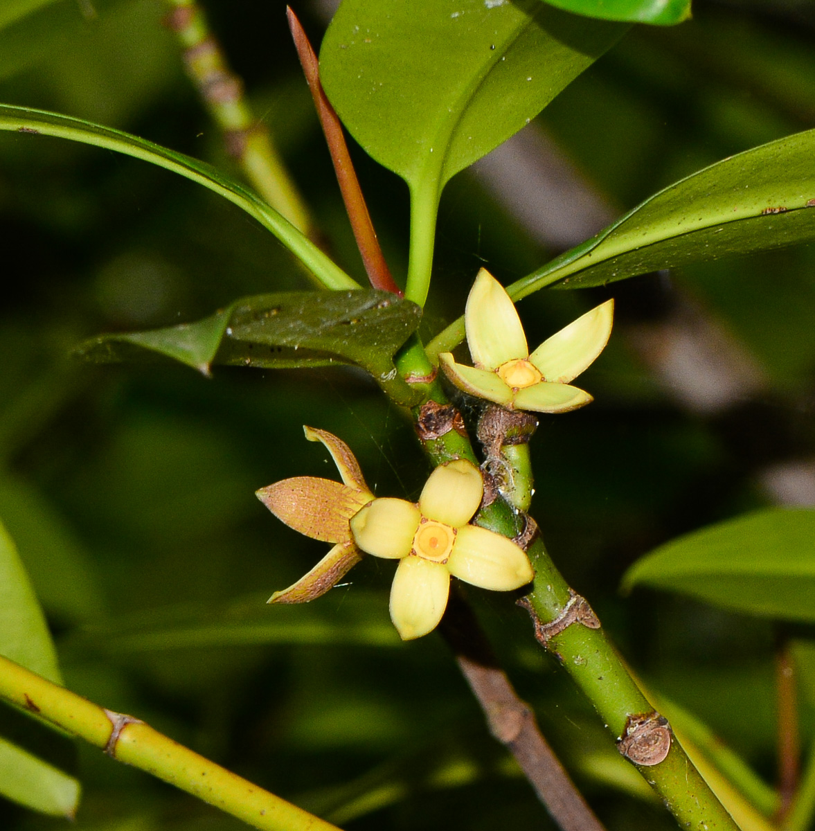 Изображение особи Rhizophora mucronata.