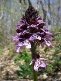 Orchis purpurea. Соцветие. Крым, Байдарская долина, окр. с. Кизиловое, гора Пыскачых. 26.04.2010.