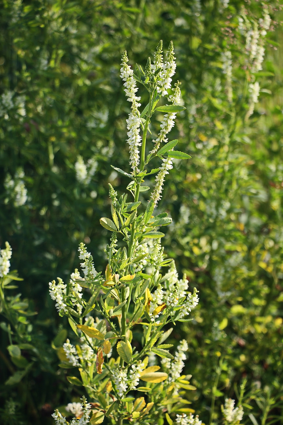 Image of Melilotus albus specimen.