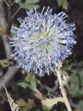 Echinops karatavicus. Соцветие. Узбекистан, Ташкентская обл., зап. отр. Чаткальского хр., окр. кишлака Учтерак. 25.09.2017.