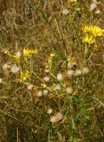 Senecio jacobaea