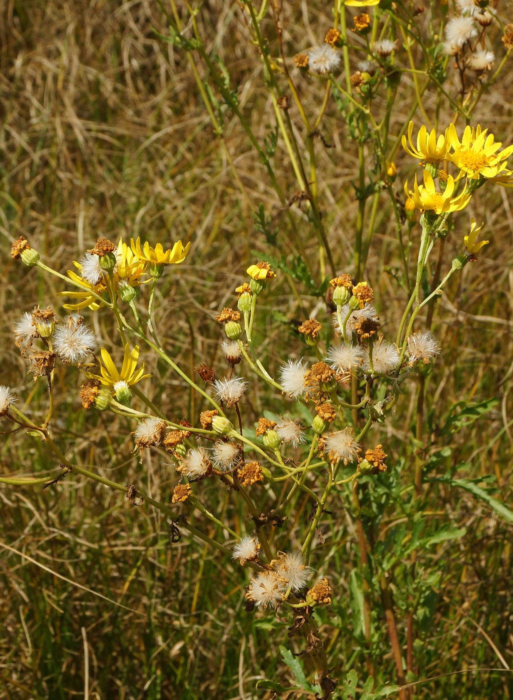 Изображение особи Senecio jacobaea.