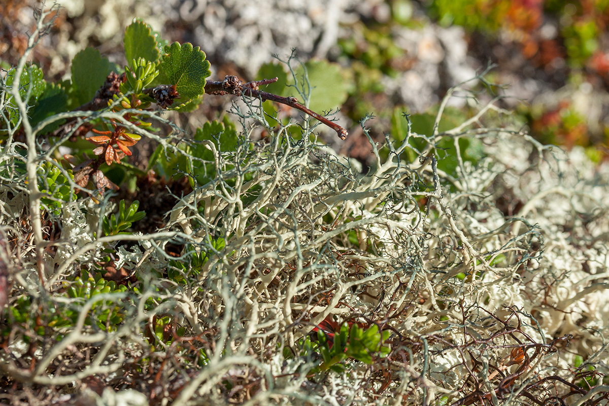 Изображение особи Gowardia nigricans.