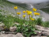 Ranunculus crassifolius. Цветущее растение. Адыгея, Кавказский биосферный заповедник, Фишт-Оштенский массив, юго-восточный отрог горы Оштен, ≈ 2350 м н.у.м., среди камней. 13.08.2016.