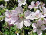 Geranium sylvaticum. Цветки (гипохромная форма). Беларусь, Гродненская обл., Новогрудский р-н, Кошелевский сельсовет, окр. дер. Чемеровка, Рутковский пригорок, опушка дубравы орешниково-разнотравной. 23.05.2017.