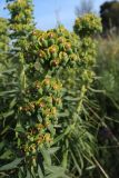 Euphorbia characias. Соплодие. Испания, Каталония, провинция Жирона, комарка Альт-Эмпорда, окр. г. Фигерас, луг на крепостных валах. 31.03.2019.