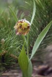 Fritillaria amana. Верхняя часть цветущего растения. Костромская обл., Судиславский р-н, дер. Антипино, в культуре. 15.05.2018.