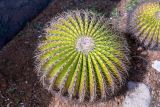 Echinocactus grusonii. Вегетирующее растение. Израиль, Шарон, г. Тель-Авив, ботанический сад университета. 22.10.2018.