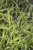 Carex sadoensis. Верхняя часть побега со зрелыми рассыпающимися соплодиями. Сахалинская обл., Томаринский р-н, окр. г. Томари, подболоченная пойма р. Томаринка в нижнем течении. 29.07.2017.