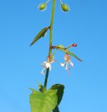 Circaea lutetiana