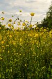 Ranunculus polyanthemos. Верхушки цветущих и бутонизирующих побегов. Пермский край, пос. Юго-Камский, разнотравный луг на окраине. 3 июня 2020 г.