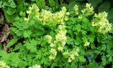 Corydalis bracteata. Цветущие растения. Москва, филиал Ботсада МГУ \"Аптекарский огород\", теневой сад, в культуре. 10.05.2022.