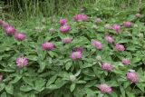 Trifolium medium