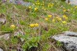 Ranunculus brachylobus. Цветущие растения. Карачаево-Черкесия, Урупский р-н, Кавказский биосферный заповедник, Имеретинское ущелье, долина р. Имеретинка (в верхнем течении), ≈ 2400 м н.у.м., альпийский луг. 27.07.2022.