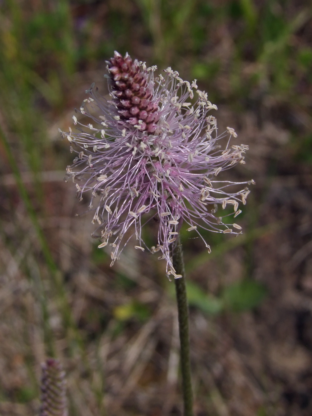 Изображение особи Plantago media.