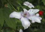 Clematis &times; jackmanii