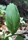 Polygonatum multiflorum