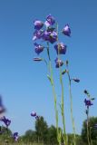 Campanula persicifolia