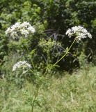 Anthriscus sylvestris