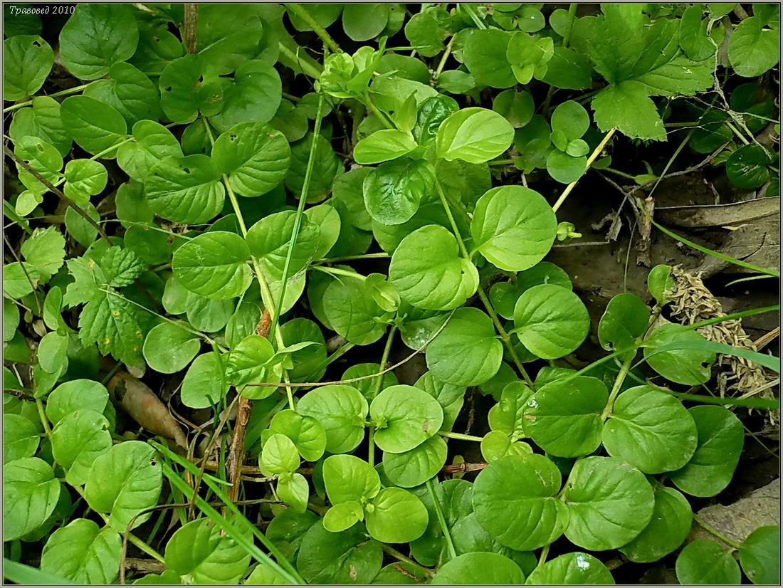 Изображение особи Lysimachia nummularia.