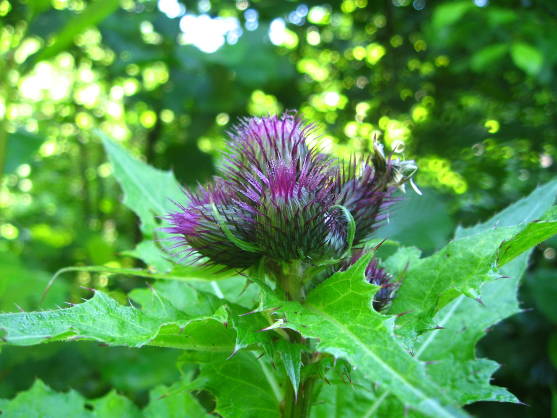 Изображение особи Cirsium sychnosanthum.