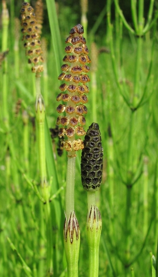 Изображение особи Equisetum palustre.