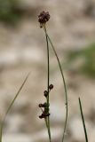 род Juncus