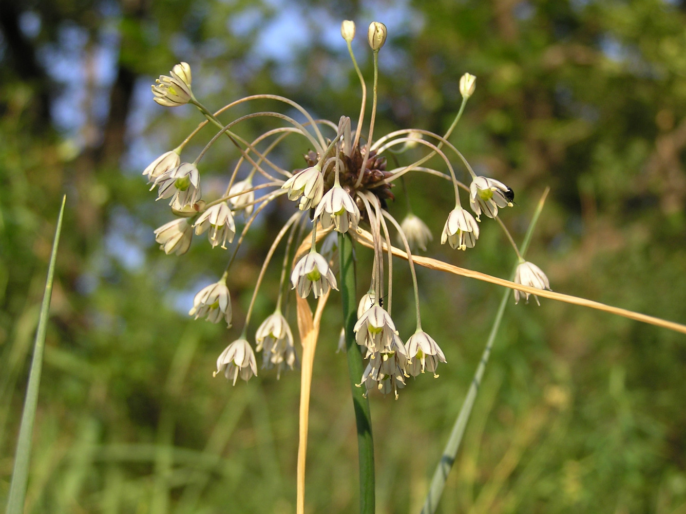 Изображение особи Allium oleraceum.