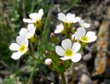 Androsace lactiflora