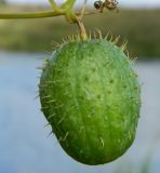 Echinocystis lobata