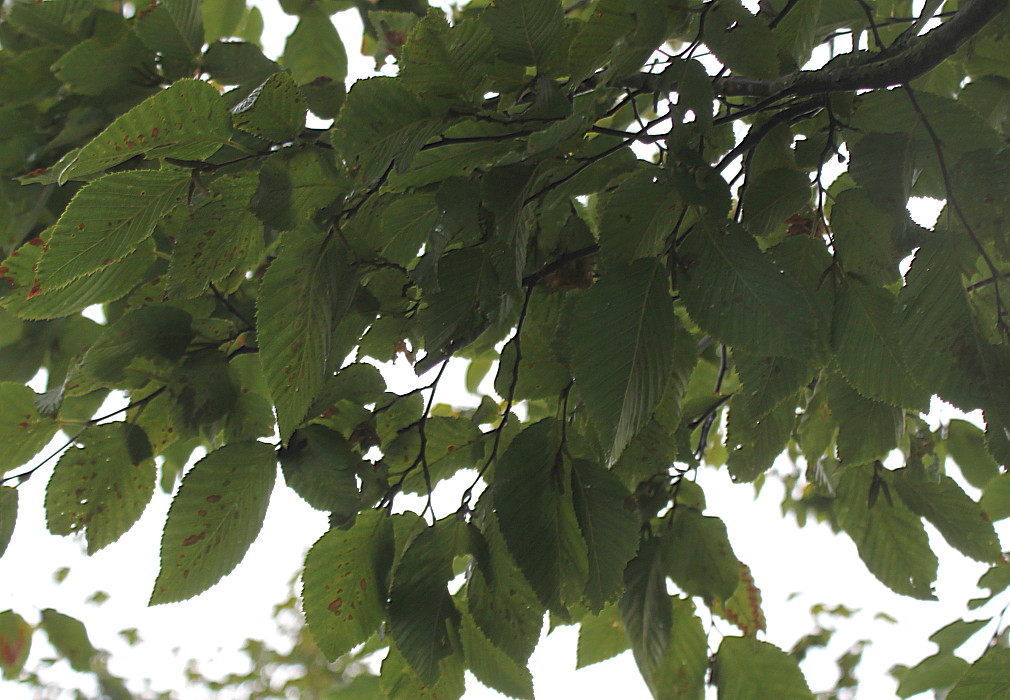 Изображение особи Ostrya carpinifolia.