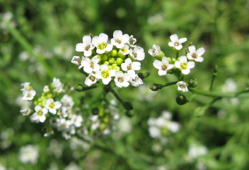 Изображение особи Calepina irregularis.