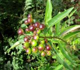 Ligustrum vulgare